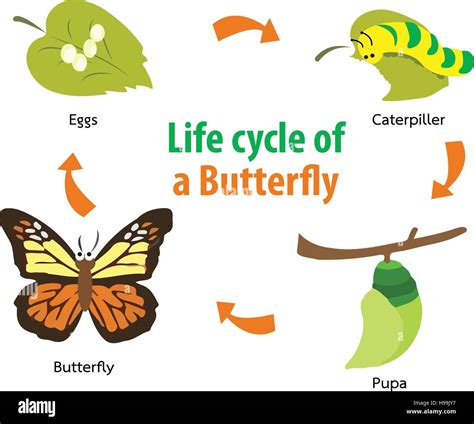 The butterfly life cycle! .